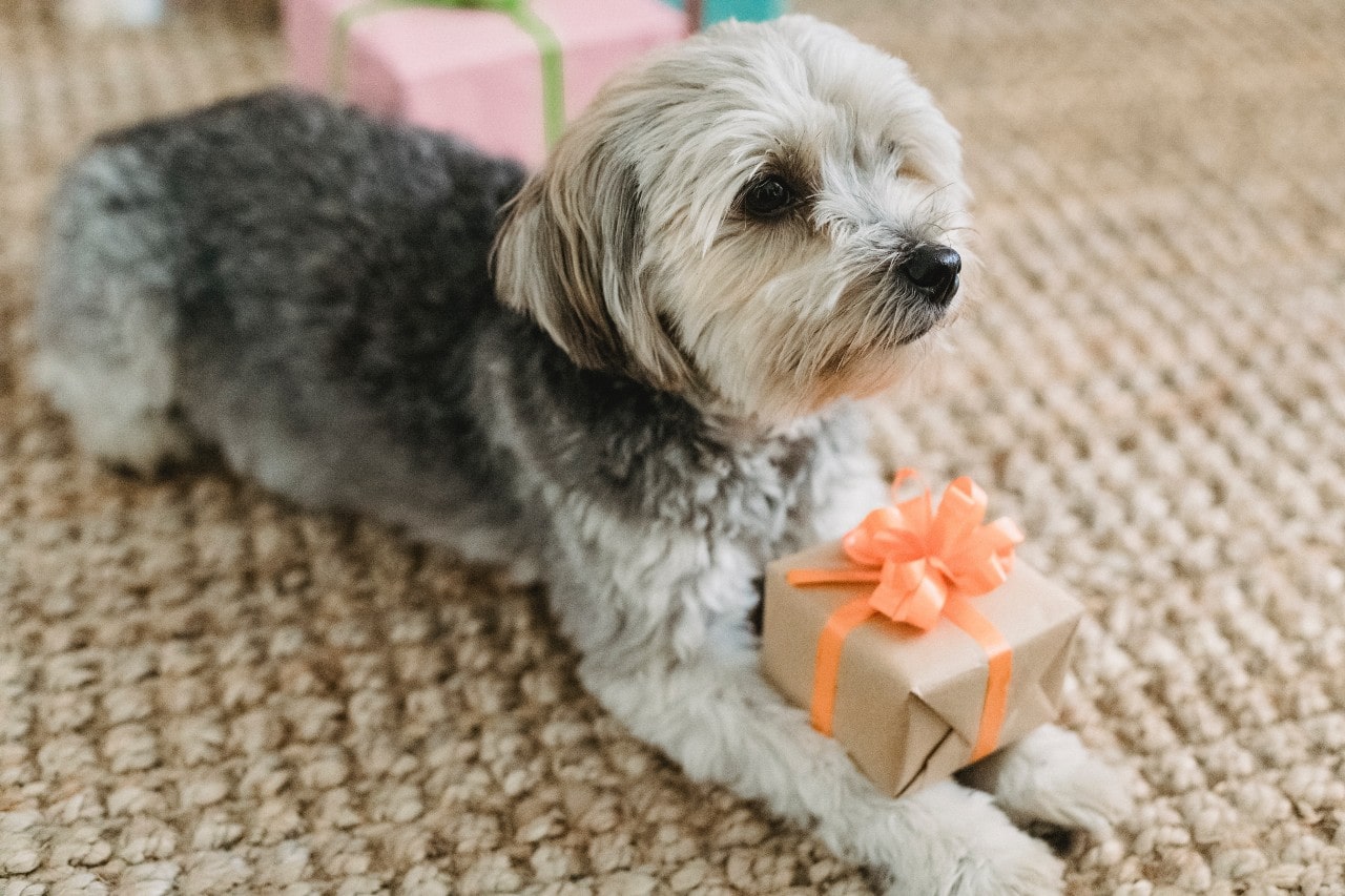 A small dog lays down on a tan carpet, with a wrapped gift sitting on his paws.